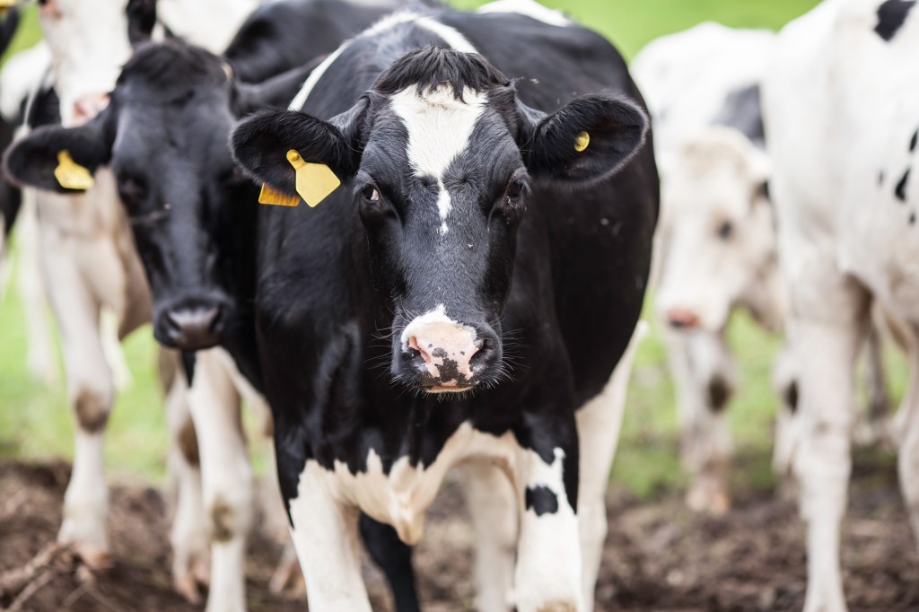 Four Myths About Dairy&nbsp;Farming