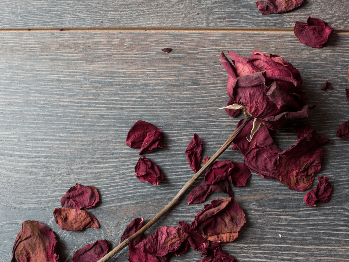 Grace Wrestles with the Dry Roses Saga Part&nbsp;1